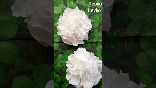 Як зробити квітку  півонію з серветок - How To Make Peony Flower Out Of Napkins #diy