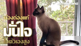 แมววิเชียรมาศมั่นใจตัวเองสูง  #แมววิเชียรมาศ   #cat  #Labrador by ถ่องแท้นะเหมียว 101 views 3 months ago 7 minutes, 50 seconds