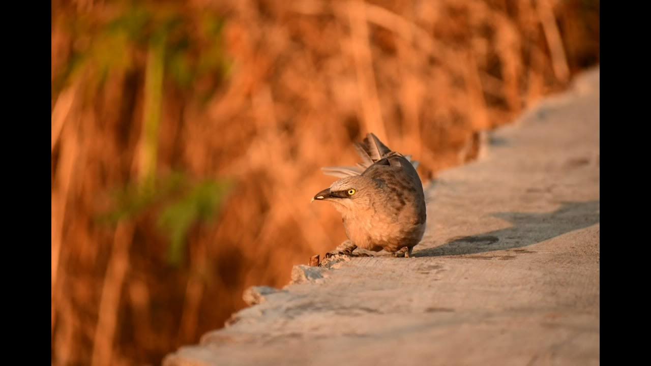 Birds in Pune Parvati hill area Dec 2022 YouTube