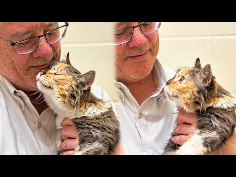 Moment a Lost Cat Realizes She’s Finally Going Home After 15 Years