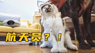 [CC SUB] The cat tries on the leash vest and the dog laughs.