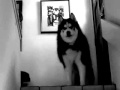 Black metal husky sings nargaroth