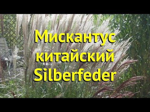 Video: “Silberfeder” kumush tukli oʻt: bezakli kumush tukli oʻtlarni parvarish qilish