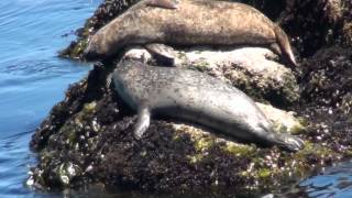 Monterey Bay Aquarium [Mw Traveling]