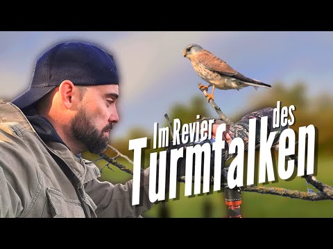 Video: Soll ich Turmfalke verwenden?