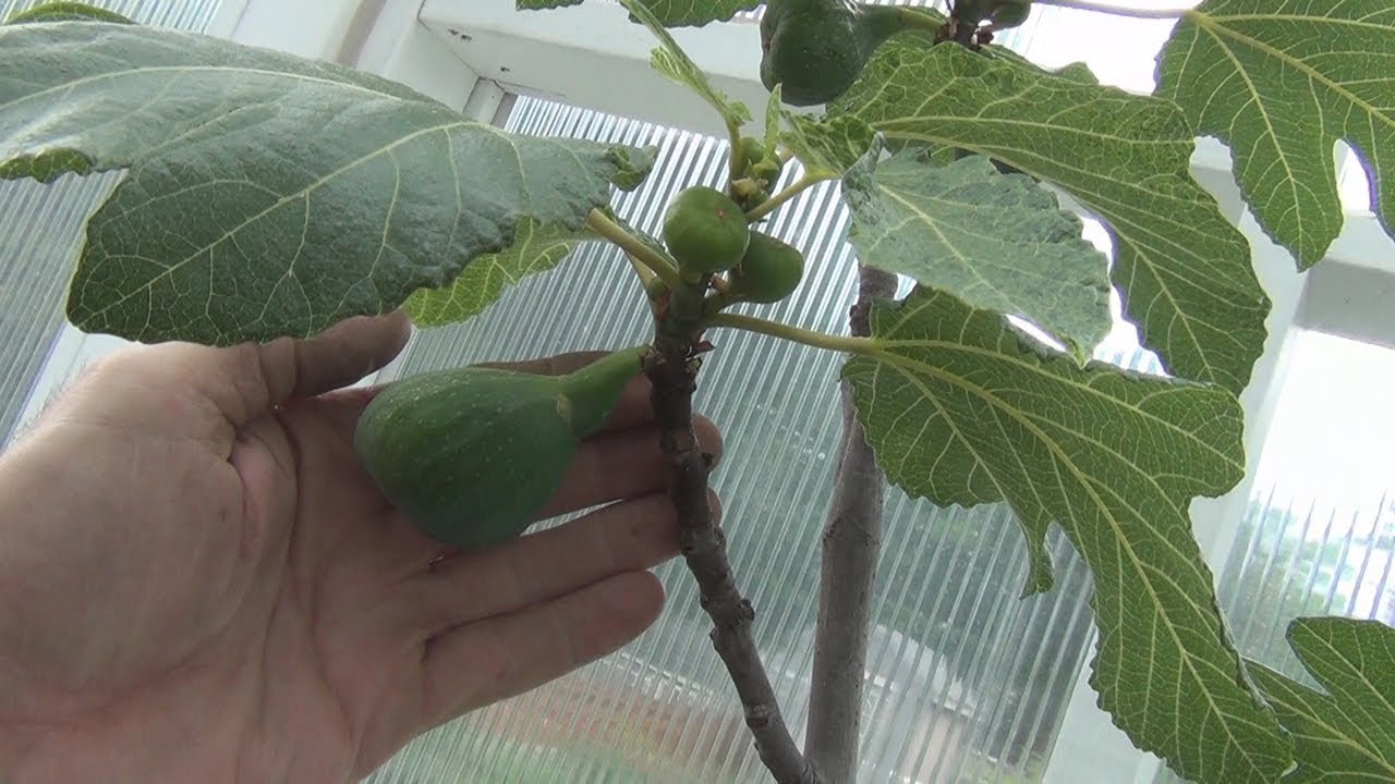 UCD Ischia Black Fig Tree YouTube