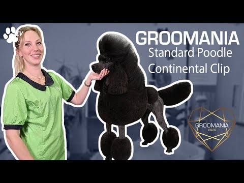 Video: Domestic And Show Poodle Haircuts