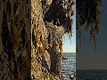 These Birds Refused to Lose Their Egg | Cliff Standoff