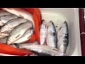 The Ultimate Trout &amp; Salmon Fillet Video By VerdugoAdventures!