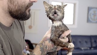 Lil BUB's Bathing Rituals