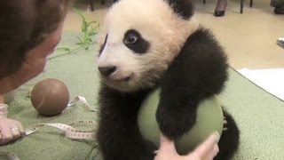 Distraction: Baby panda loves ball