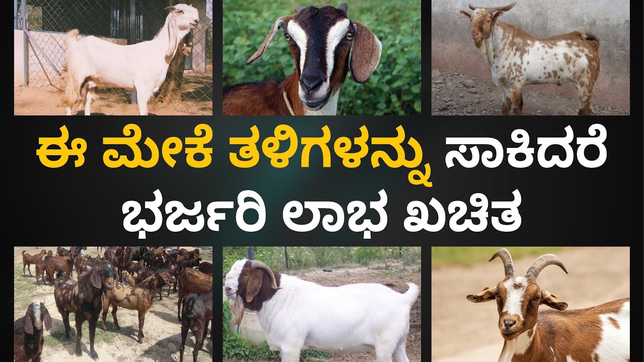 goat essay in kannada