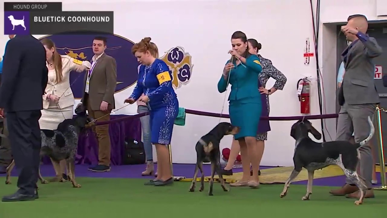 Bluetick Coonhounds | Breed Judging 2020