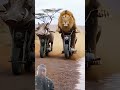 #funny #funnyclips #lion #jimcorbettwildlifeandnatureview #animals