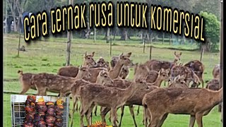 Cara ternak rusa untuk komersial/panen rusa