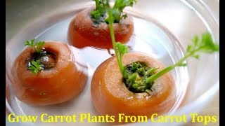 How to grow Carrot Plant from Carrot tops to yield seeds
