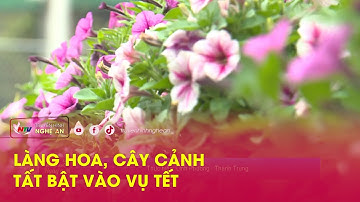 Làng hoa, cây cảnh tất bật vào vụ Tết