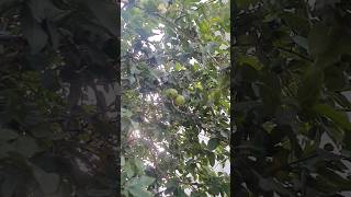 my mom's garden
