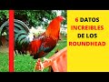 6 DATOS de los ROUNDHEADS | MUY INTERESANTES