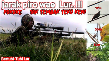 Pokoknya Tak Ada Ampun || Berburu Tekukur Di Jarak Berapapun || Headshot