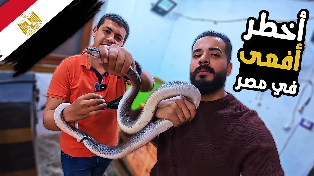 Самая опасная змея в Египте 🐍 | Охота на кобру (Она повсюду вокруг нас! 😮)