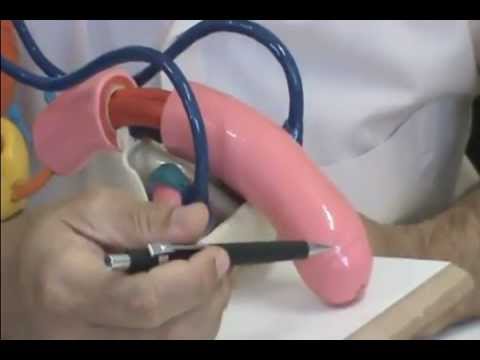 imagenes del herpes genital masculino
