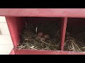 Гнездо для кур. Самое удобное и компактное (май 2019)