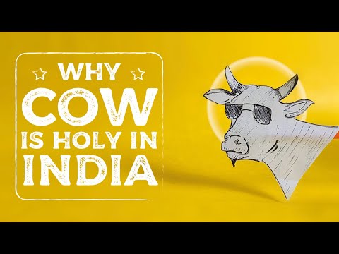 Video: Why A Cow Is A Sacred Animal