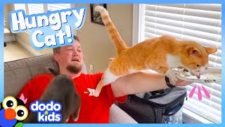 Cat Won't Stop Until He Eats Everything In The House! | Animal Videos | Dodo Kids