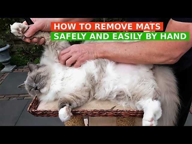 How to Remove Mats From Cat Fur (In 6 Easy Steps)