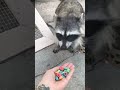 Raccoon Eating Cornflakes 