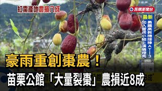 豪雨重創苗栗公館棗農 「大量裂棗」農損近8成－民視台語新聞