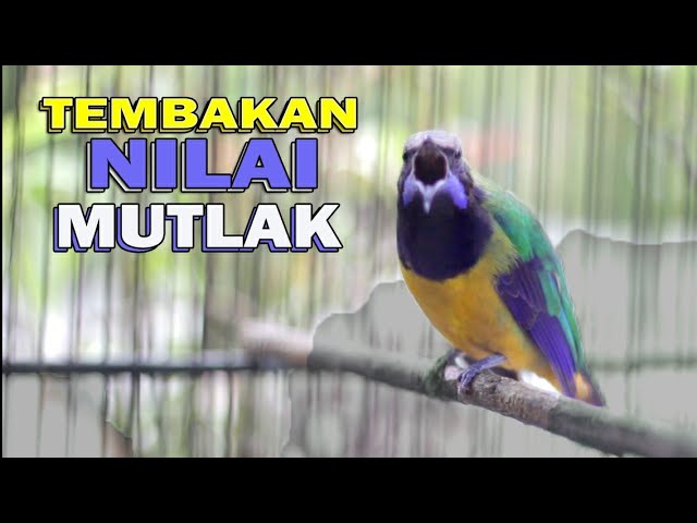 🔴CUCAK CUNGKOK TEMBAKAN ISTIMEWA .. Nilai Mutlak A di arena lomba class=