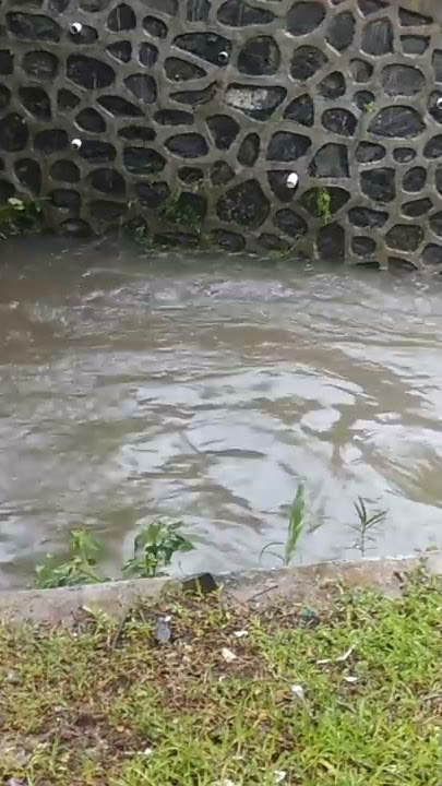 penampakan buaya putih melintas di gorong gorong