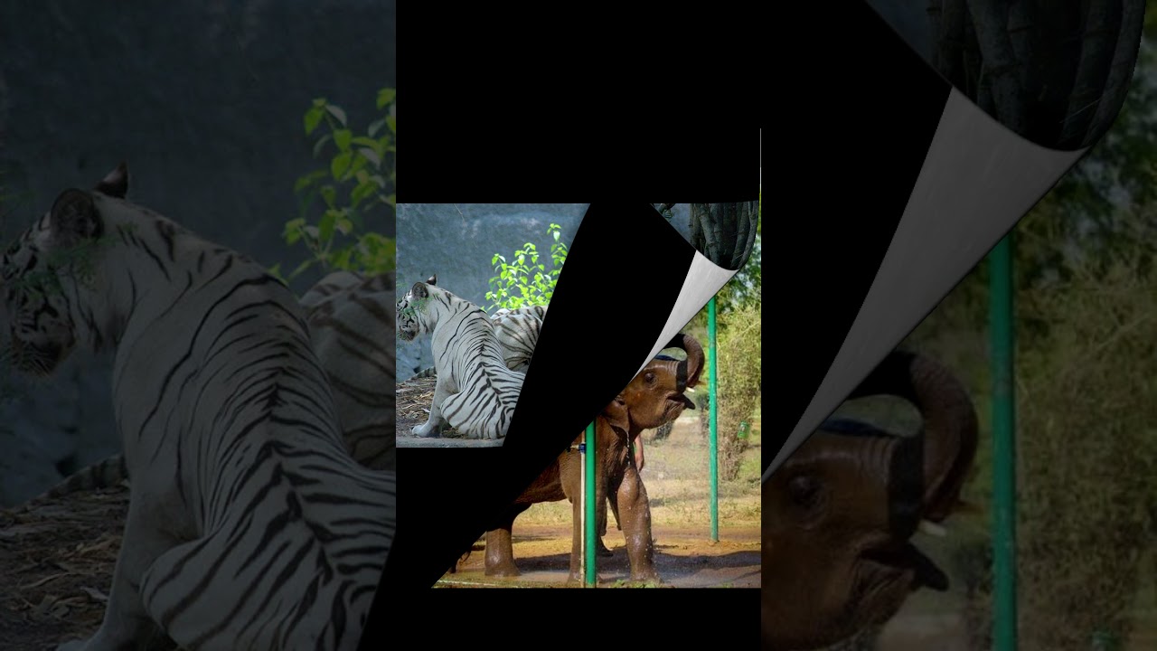 INDIA'S FIRST PUBLIC ZOO 