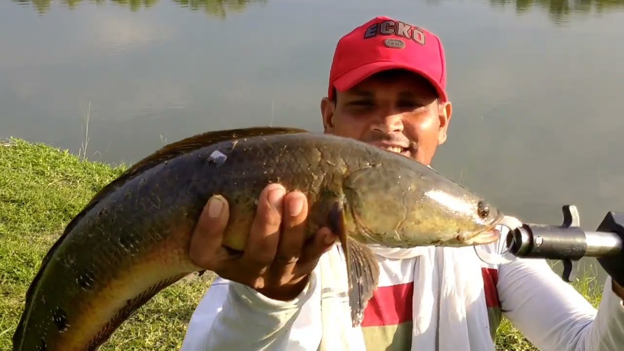 Amazing big murral 🎣 technique 🎣 | Big Snakehead Fish Catching