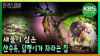 새들이 심은 고욤나무, 산수유, 담쟁이 넝굴이 만든 작은 숲 [KBS스페셜마이크로 사파리, 집] / KBS 20181004 방송