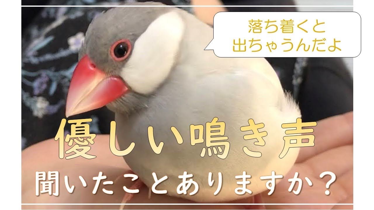 癒される文鳥の優しい鳴き声♪怒ったり鳴いたり忙しい文鳥よもぎ 癒し動物 面白い動物 YouTube