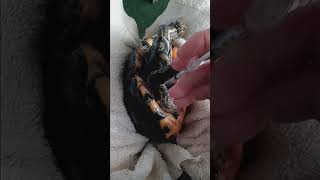 Tommy the Turtle Receives an Antibiotic Injection
