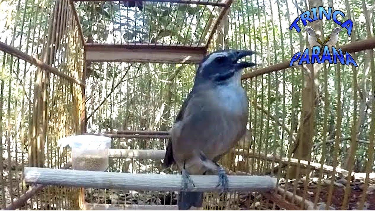 Canto De Trinca Ferro Canto Seco Trinca Ferro Nicao No Mato Disputando Com Solto Preservacao Da Natureza Nao Capture Animais Youtube