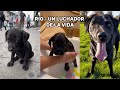 La impresionante historia de RIO #amazing #mascotas  #dogs #videos #virales