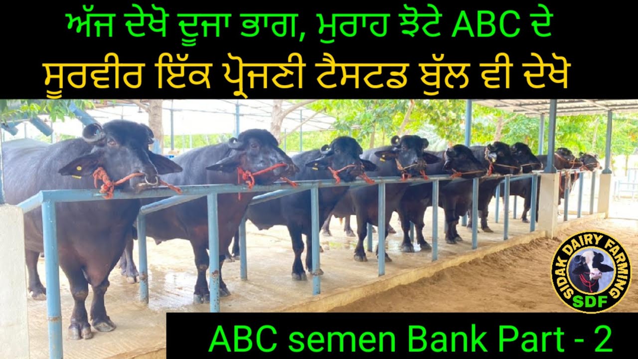 2nd part of Murrah Bulls from ABC, ਦੇਖੋ ਦੂਜਾ ਭਾਗ, ਮੁਰਾਹ ਝੋਟੇ ਏ ਬੀ ਸੀ ਸੀਮਨ ਬੈਂਕ ਆਂਧਰਾ ਪ੍ਰਦੇਸ਼