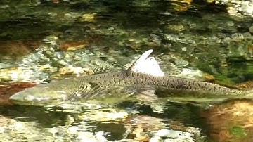 Salmon and Cedar Bow Drill