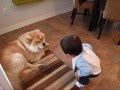 Baby making interesting conversation with dog [Original] — so funny, dog and baby