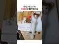 羊毛フェルトの失敗作が傑作すぎる