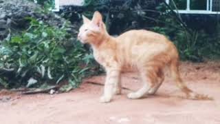 Spy Dem Nechar Veediyo Kait Aa569