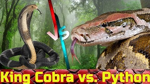 "King Cobra vs. Python: Epic Battle to the Death in the Jungle!"