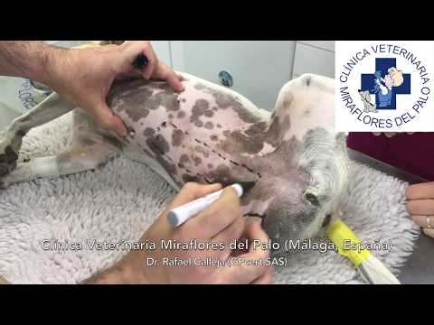Derecho Romano Marta Morineau Iduarte Ebook Download