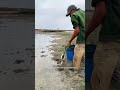 Experienced Fisherman Spears Giant Wild Eels Deep in the Mud 🌊#fishing #hunting #amazing