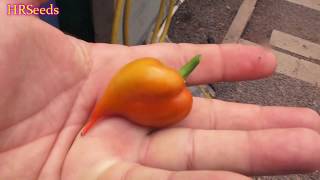 ⟹ White lakes pepper, Capsicum annuum, Pod Review